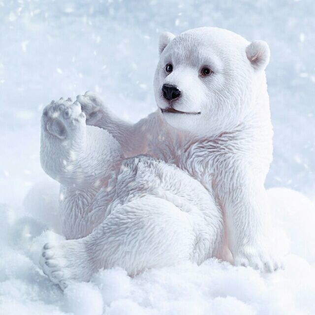 北极熊_335
