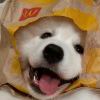 孤音