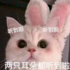 炸弹喵本猫