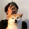 kingofox