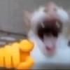 雷碧