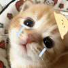 CATIIV