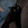无情の黑猫