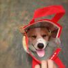 醉卧听雨