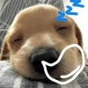 玖夜ⱼʸ