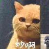 笑面虎