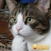 Tiger_835
