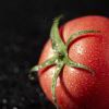 一只巨大的tomato的头像-长游分享网