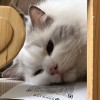 炭烤莫鱼丸