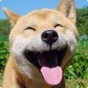 劫妇借贫