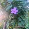 rose_344