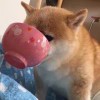 今晚我早点睡的头像-安主的3D模型库