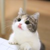 土包子