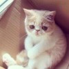 user52675052的头像-iPA资源站