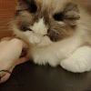 ℋᵅᵖᵖᵞ♡ᵕ̈