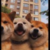 杨杨_523