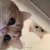 无言_87