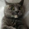狂热猫