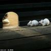Pig_766