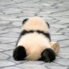 用户56534365的头像-iPA资源站