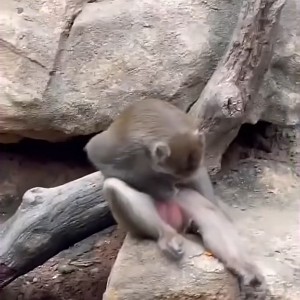 深山老林
