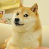 doge_398