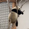 萨达姆的头像-iPA资源站