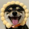 犬夜