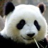 千面的头像-七玩网