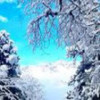￡随风飘雪￡