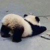 仙