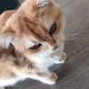 Ricardo