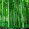 竹林中人