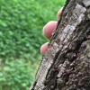 阳光下的风的头像-iPA资源站