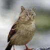 CAT1