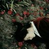 user66257259的头像-iPA资源站