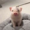 鱼香肉丝盖浇饭