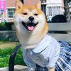 你好年糕