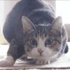 鹦鹉蓝莓的头像-【TITAIKE】T太科网