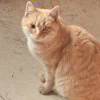 瞎眼老母猫