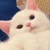 FFhhhh、的头像-魔酷网