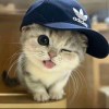 废面啦[lyi]的头像-iPA资源站