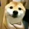 鲮鲤
