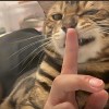 ୧晚来风