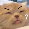 ⼜在喵叫什么