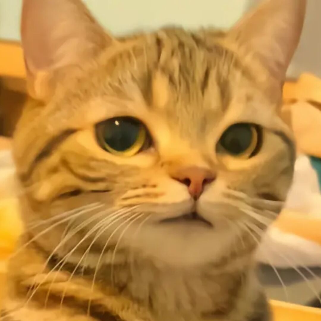 染月半
