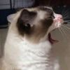 念.