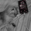 Wuzzz的头像-iPA资源站