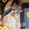 云中鹤的头像-FiveM插件网