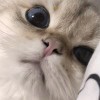 ⁡清河